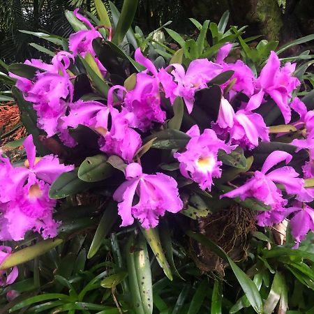 Eden Rest Bed & Breakfast Cooroy Екстериор снимка